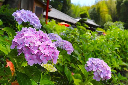 令和8年あじさい6月5日開花状況2