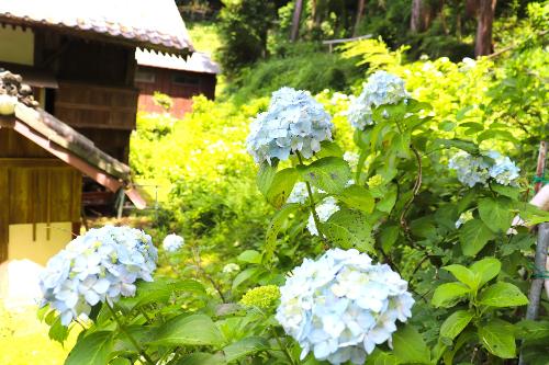 令和8年あじさい6月5日時点開花状況3