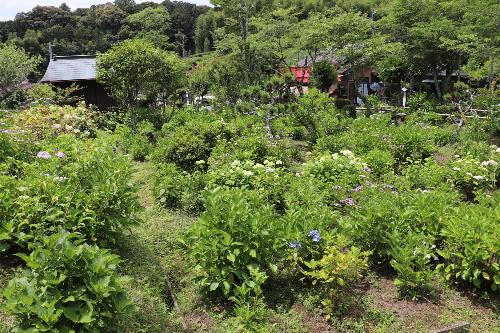 令和8年あじさい開花状況6月5日時点4