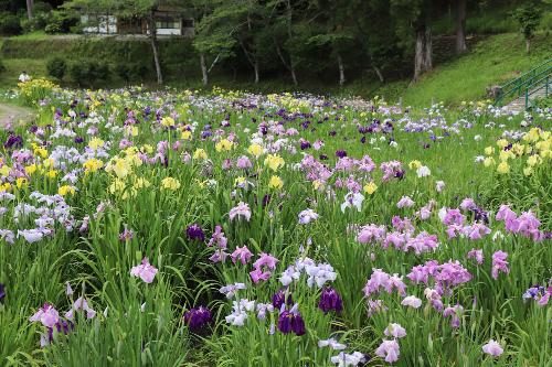 令和8年度花菖蒲6月5日時点1