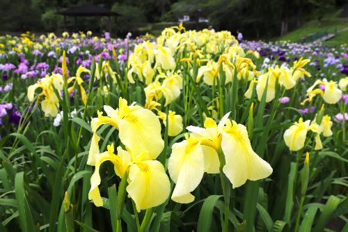 令和8年度花菖蒲6月5日時点2