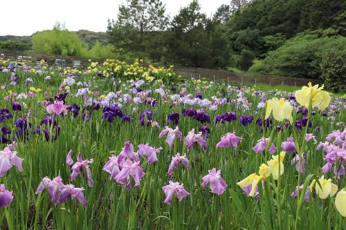 令和8年度花菖蒲6月5日時点3