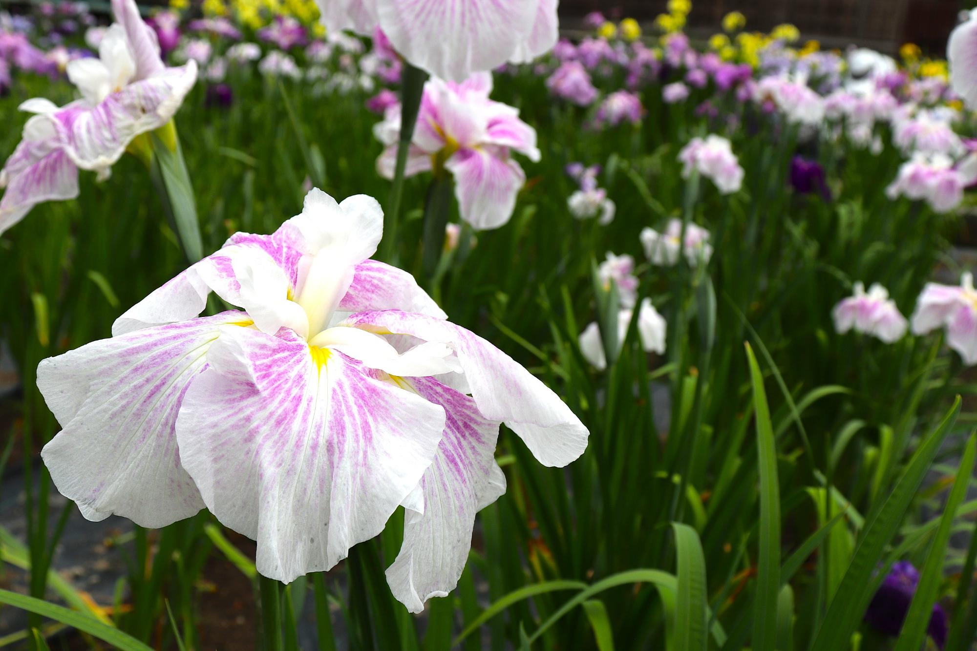 令和8年度花菖蒲6月5日時点4