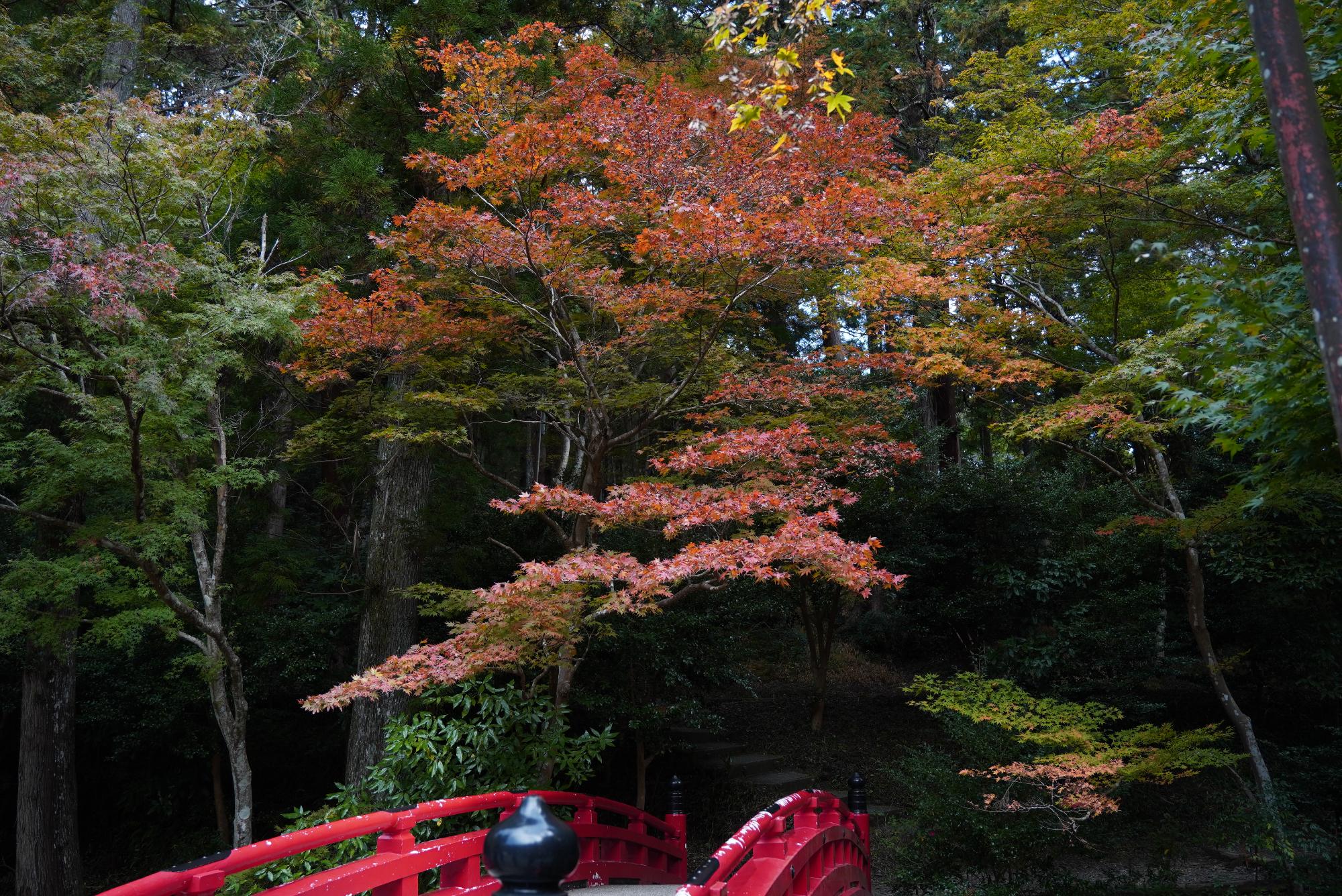 小國神社3令和3年11月12日