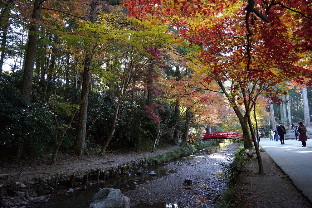 小國神社紅葉