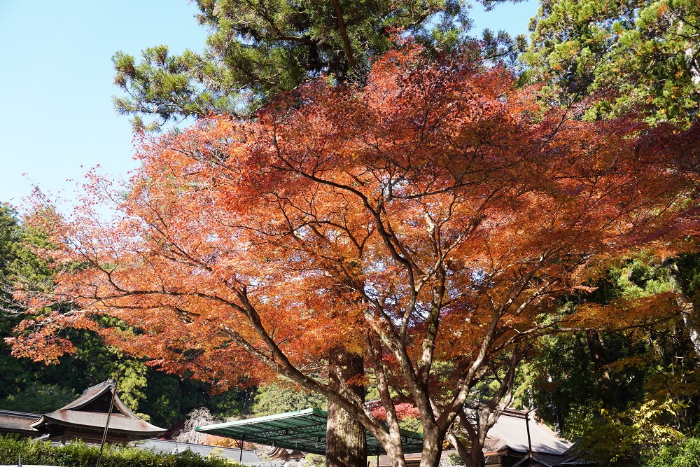 小國神社紅葉