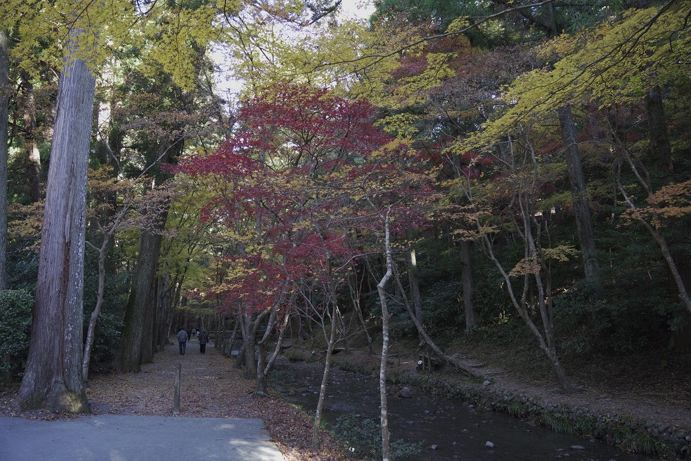 小國神社紅葉