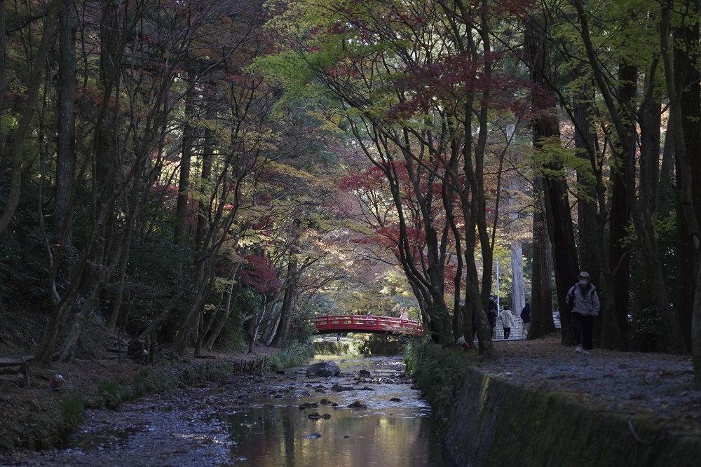 小國神社紅葉