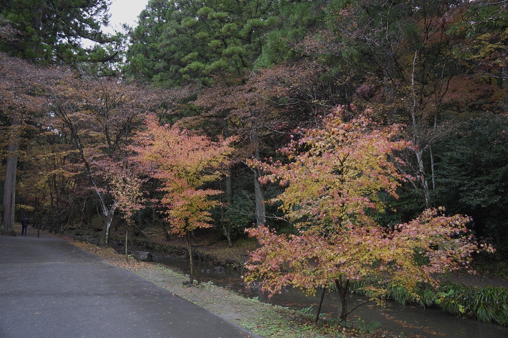 小國神社紅葉