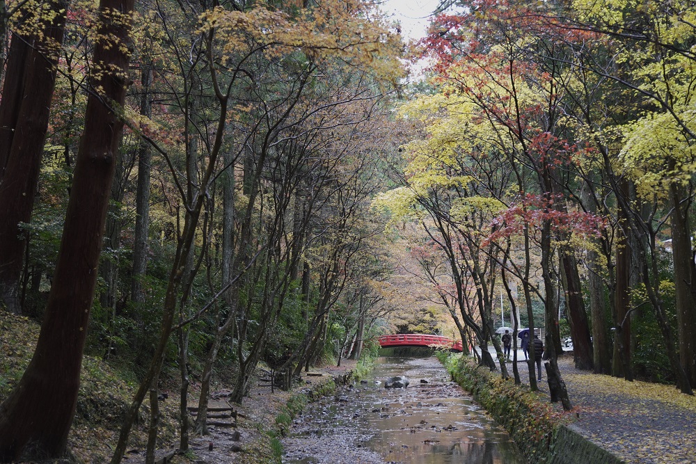 小國神社紅葉