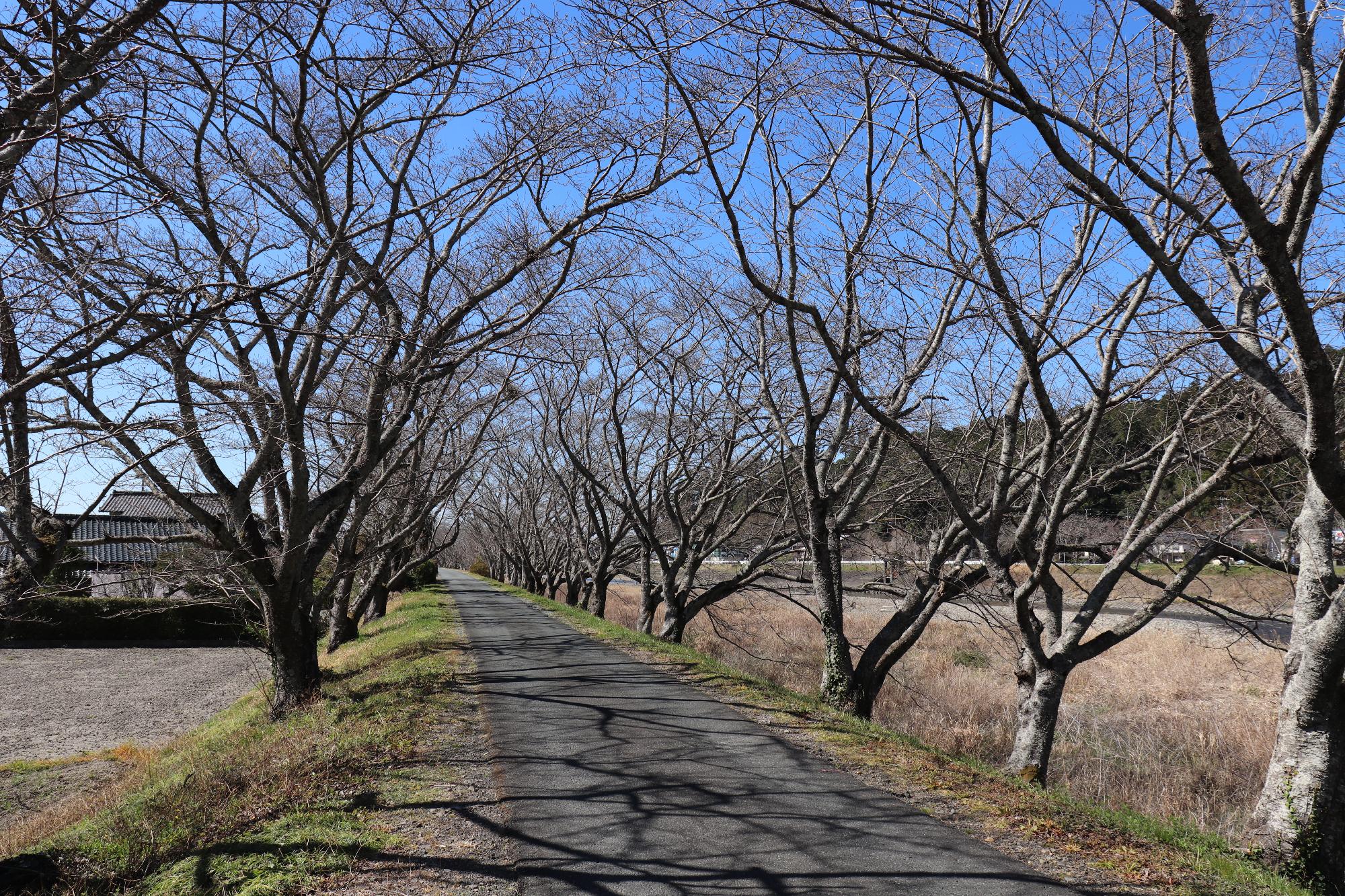 太田川桜堤