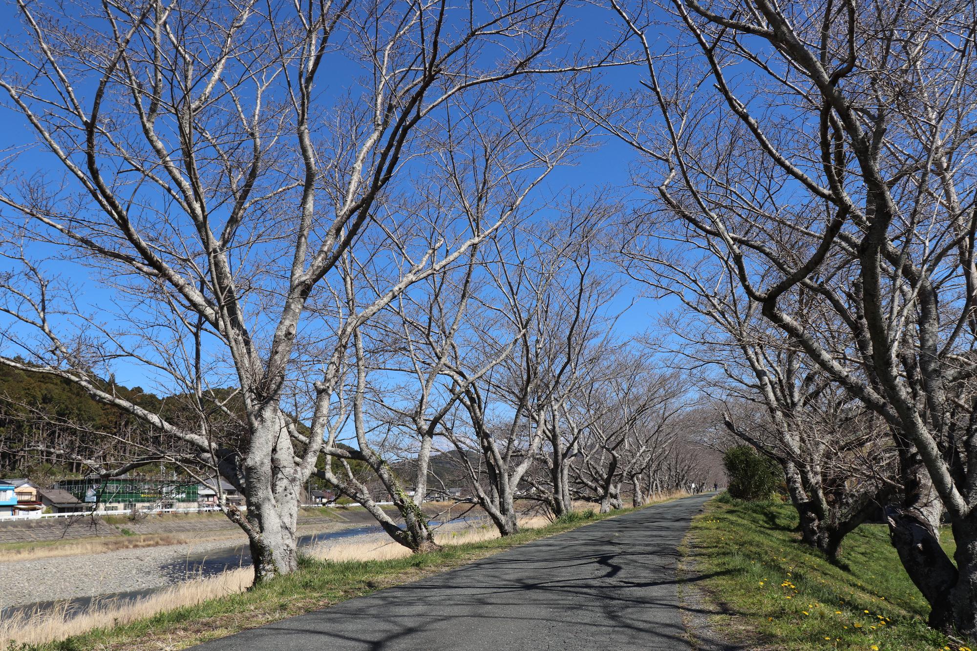 太田川桜堤