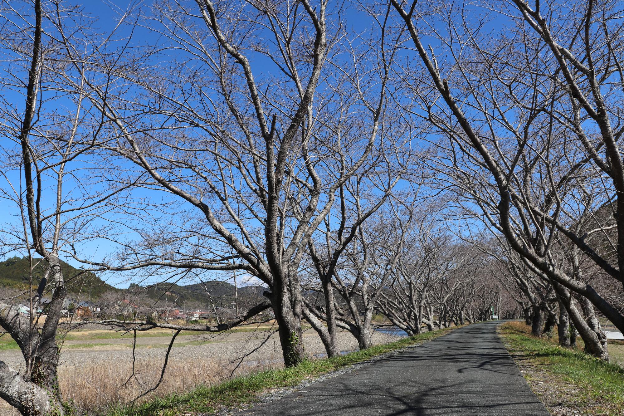 太田川桜堤