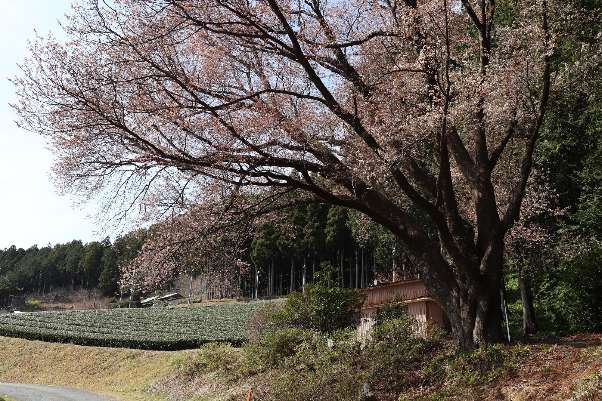 三倉大久保桜