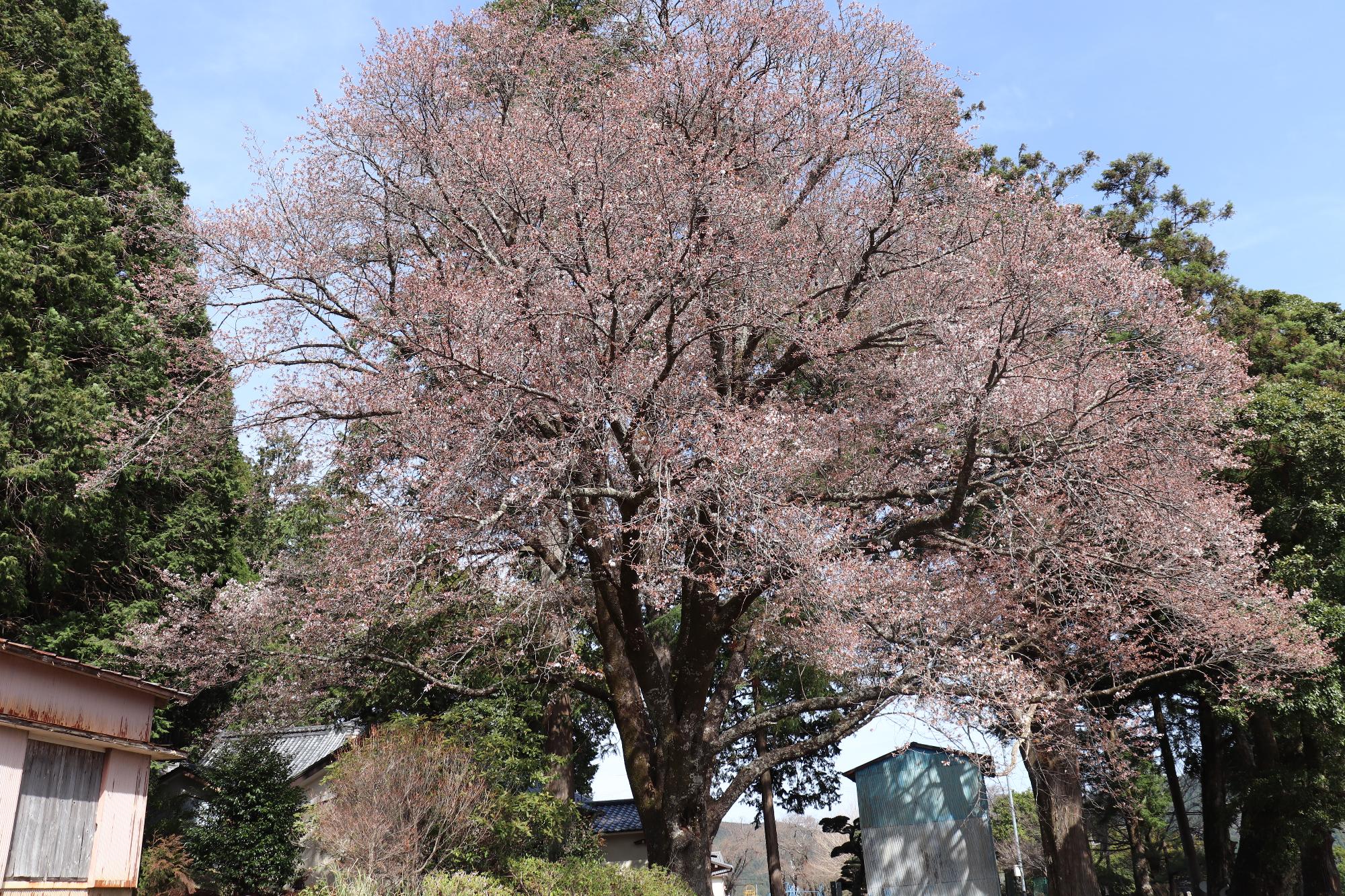 三倉大久保桜