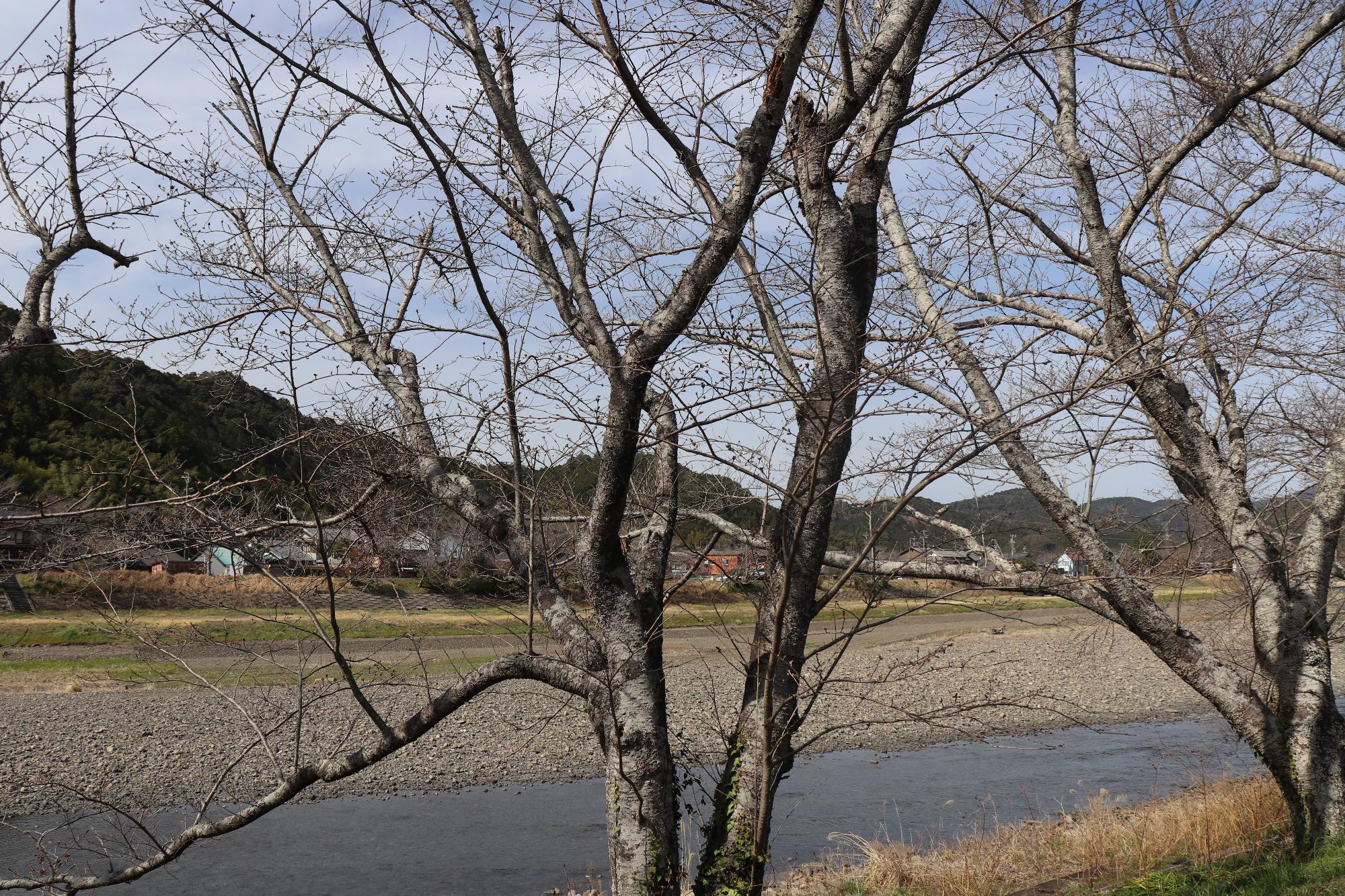 太田川桜堤