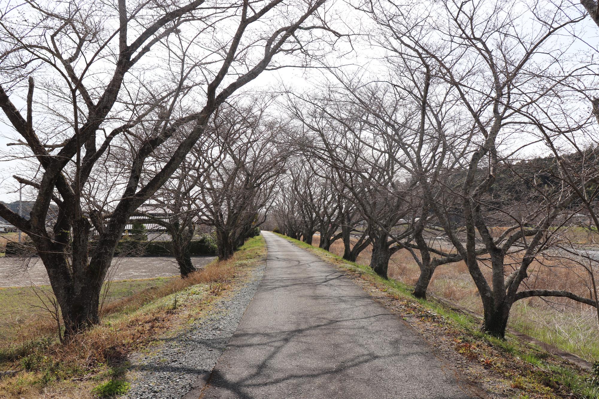 太田川桜堤