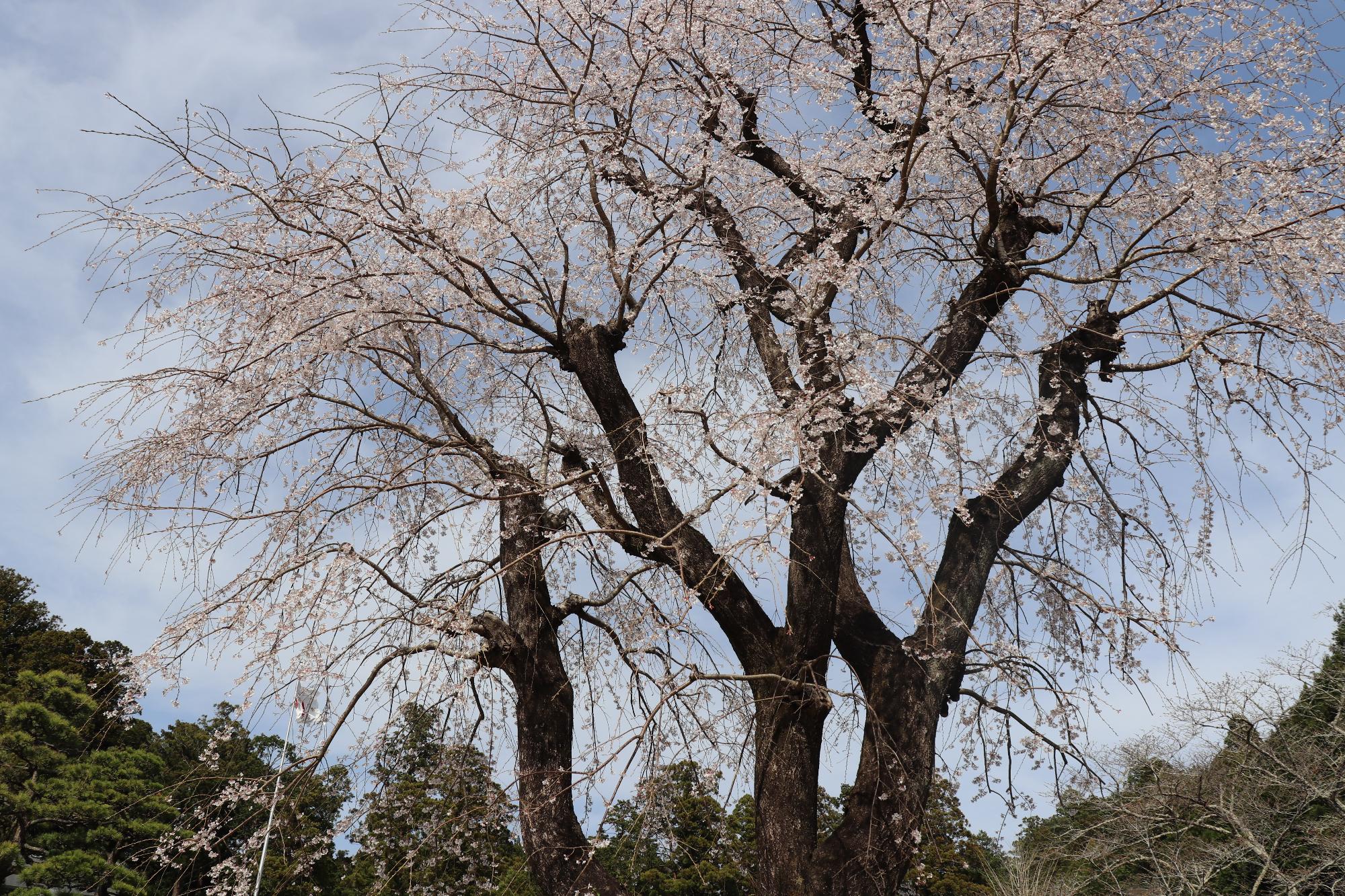 小國神社桜