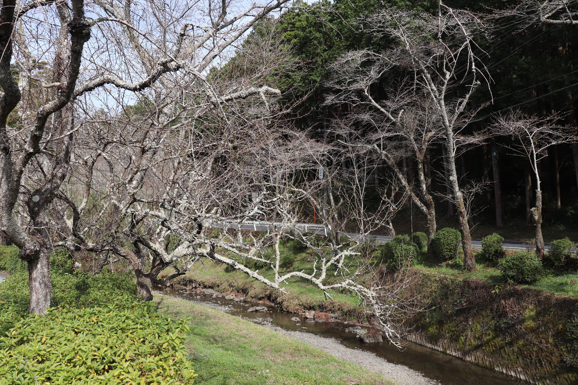 小國神社桜