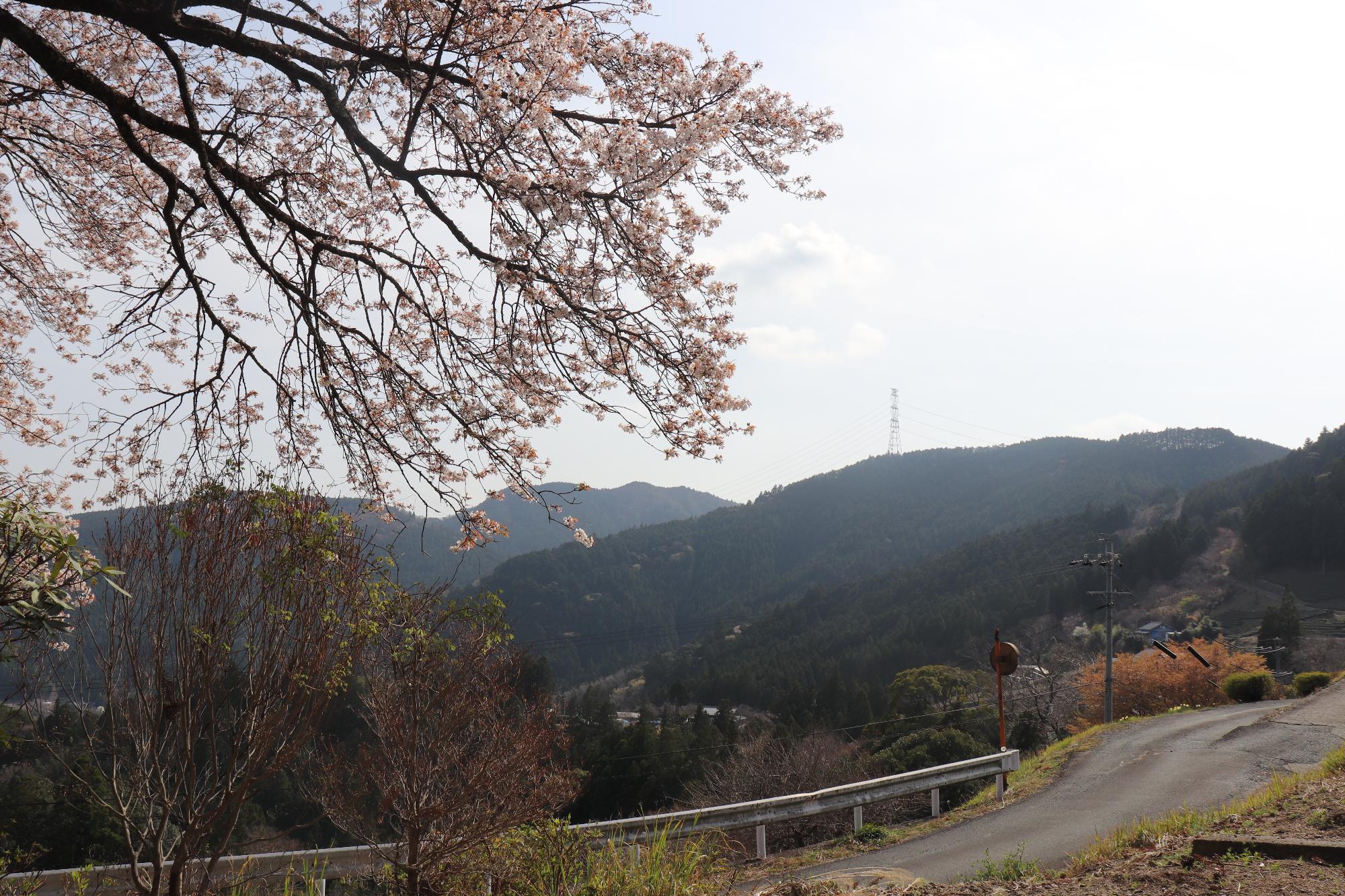 三倉大久保桜