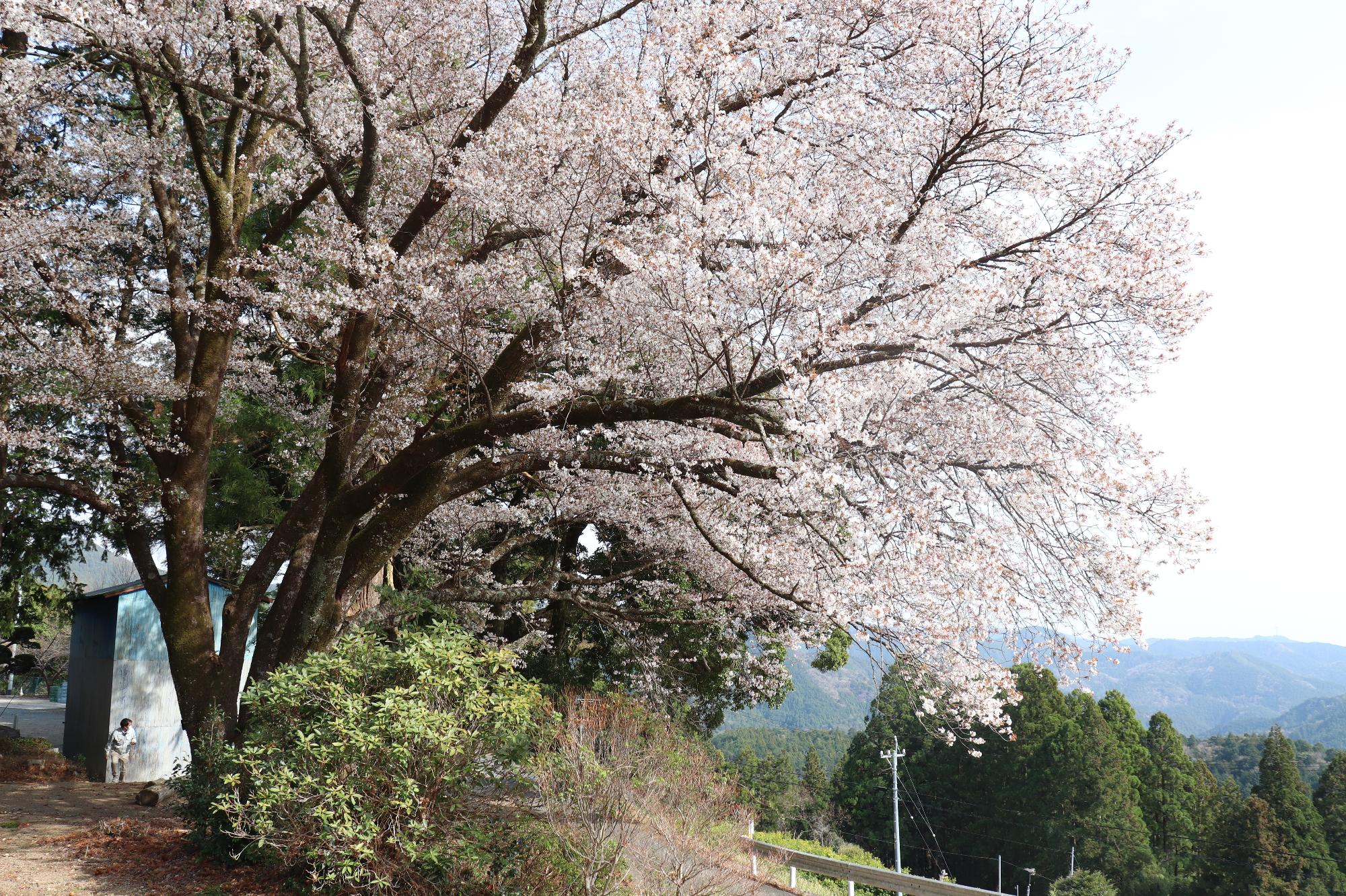 三倉大久保桜