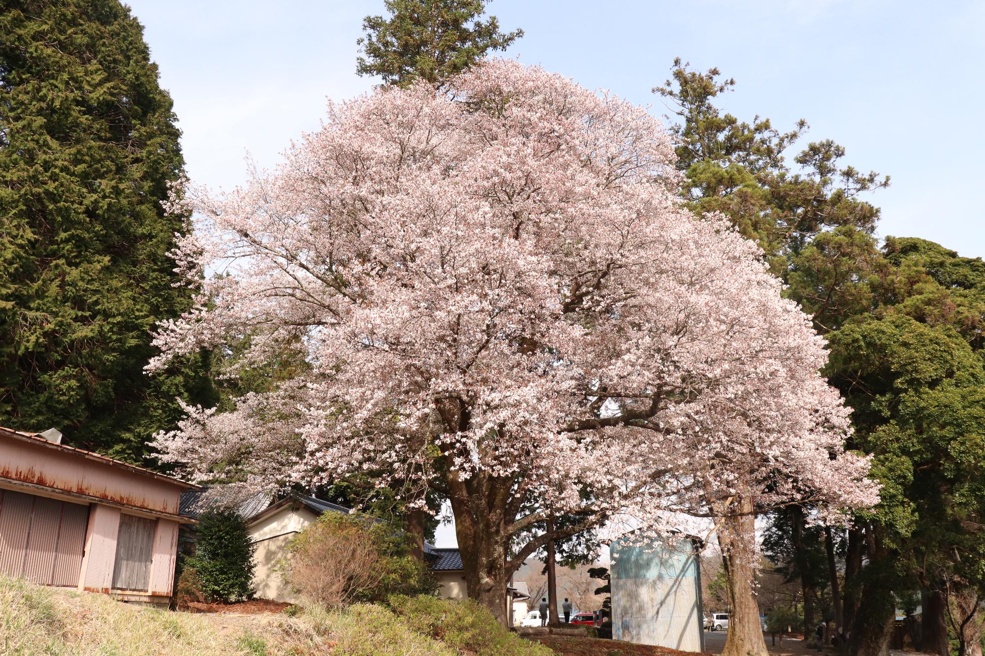 三倉大久保桜