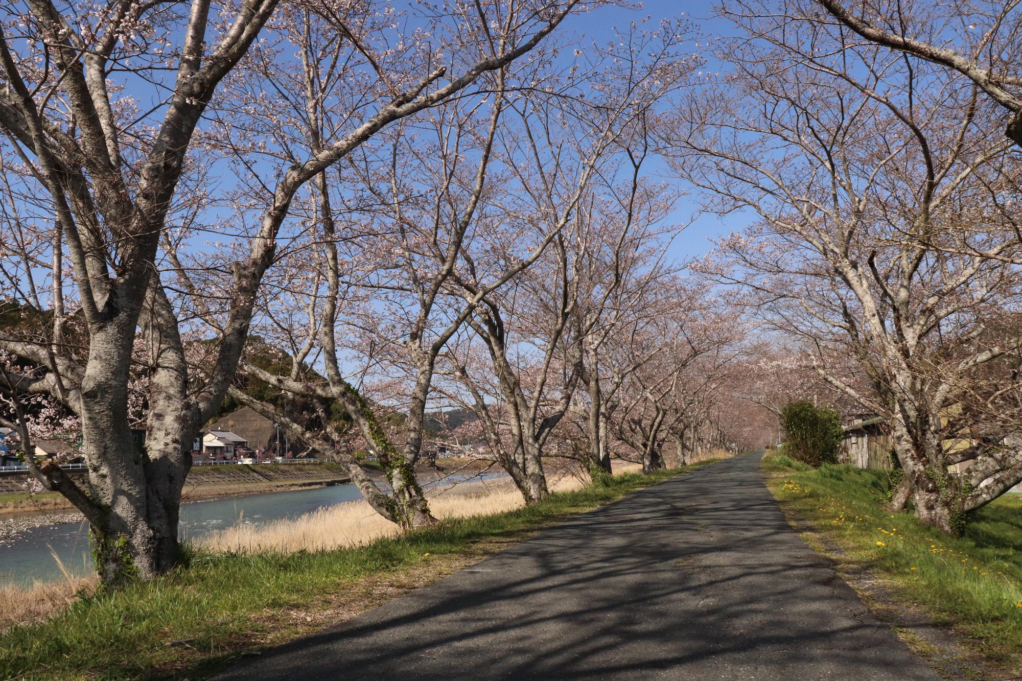 小國神社紅葉