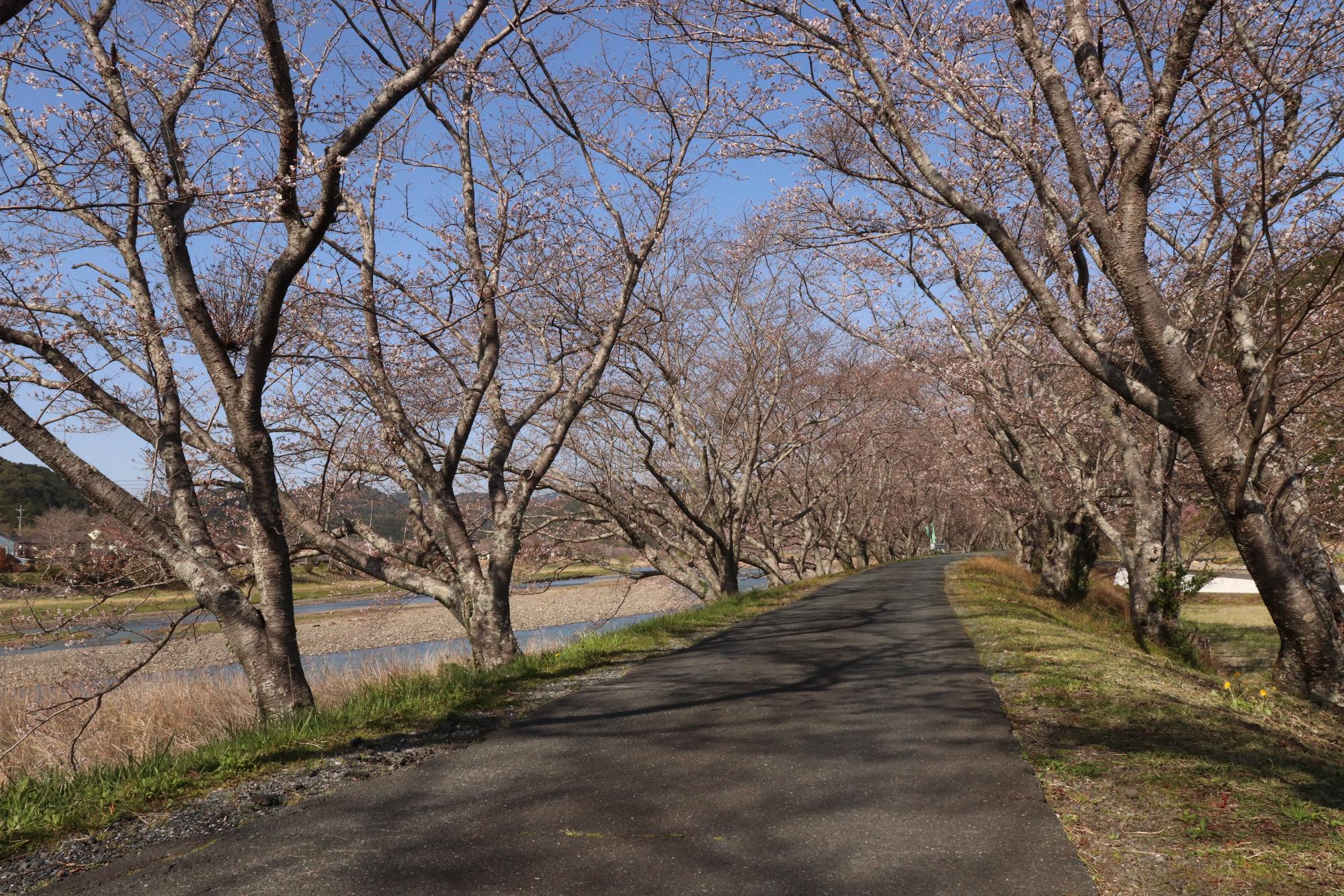 太田川桜堤