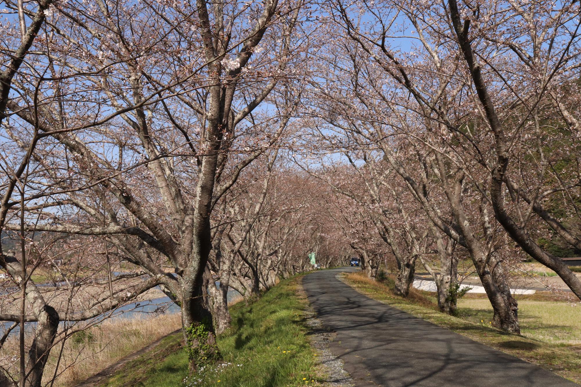 太田川桜堤