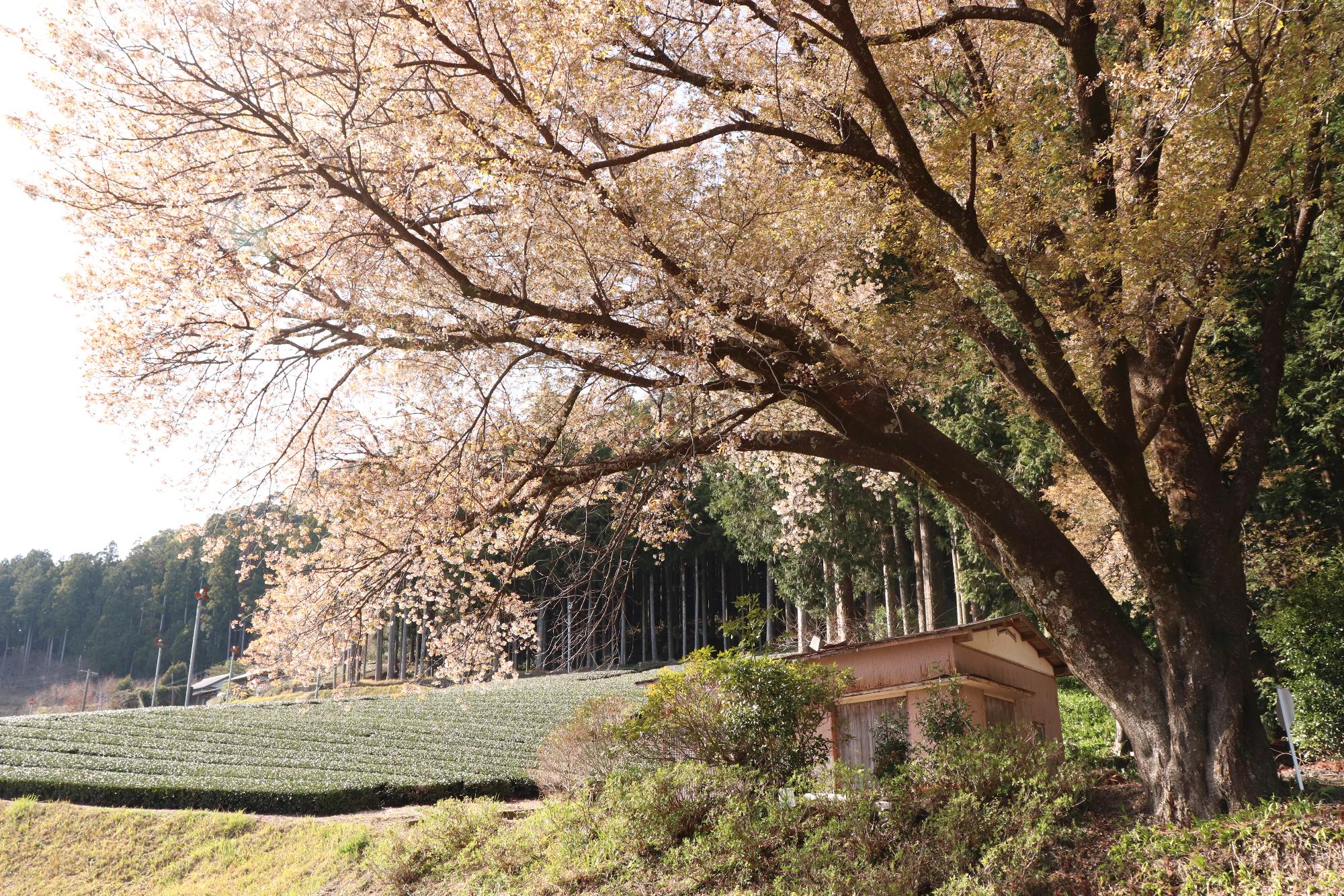 三倉大久保桜