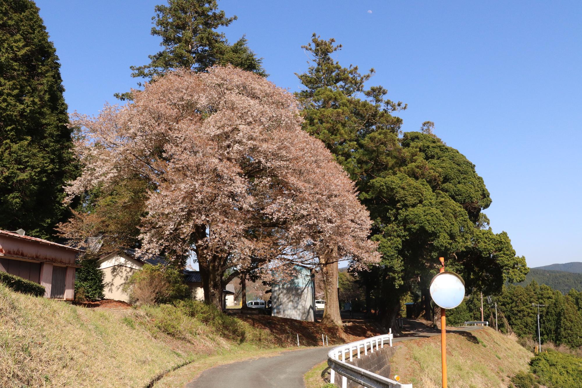 三倉大久保桜