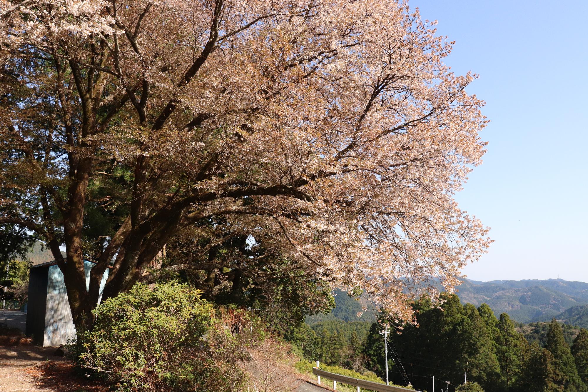 三倉大久保桜