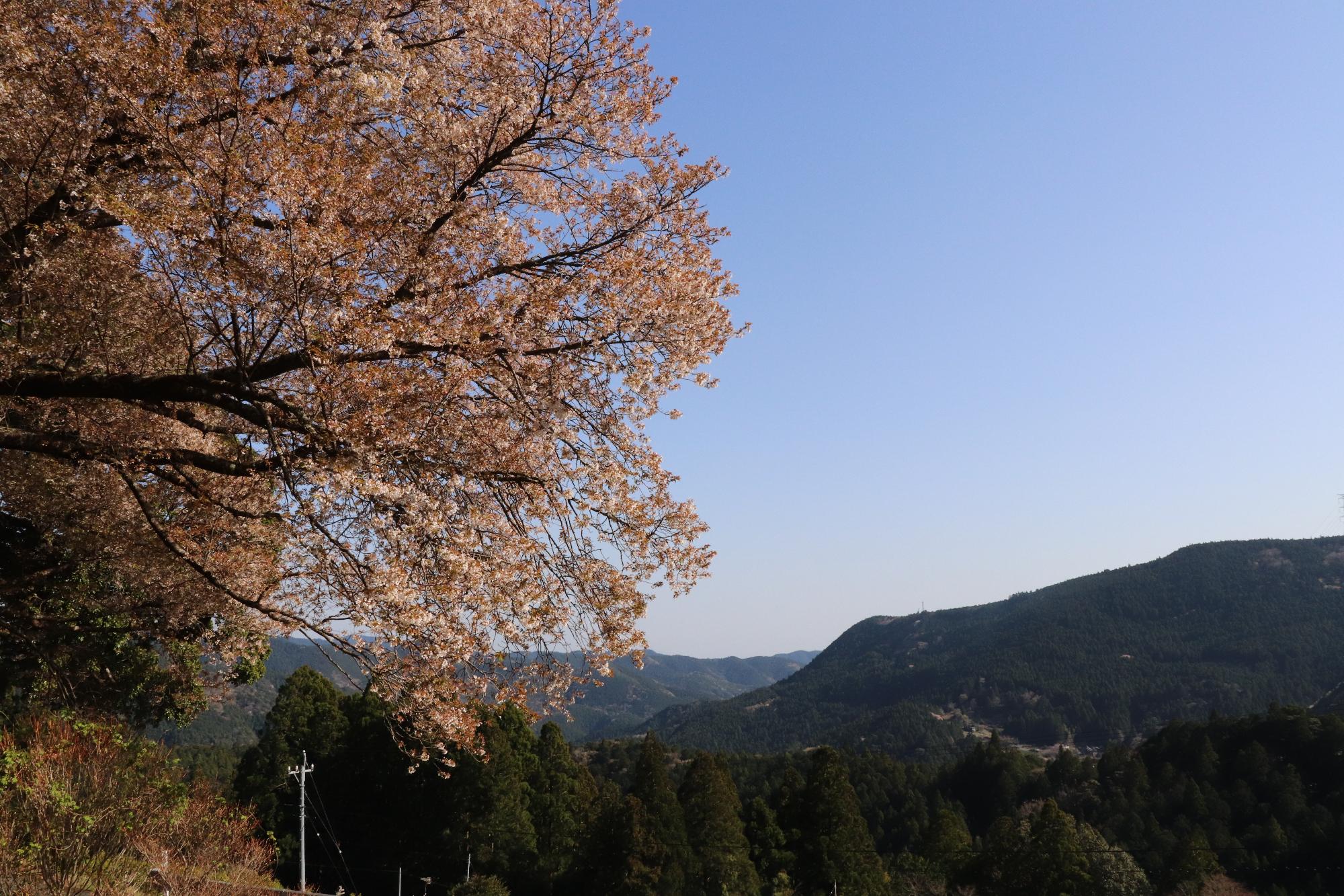 三倉大久保桜