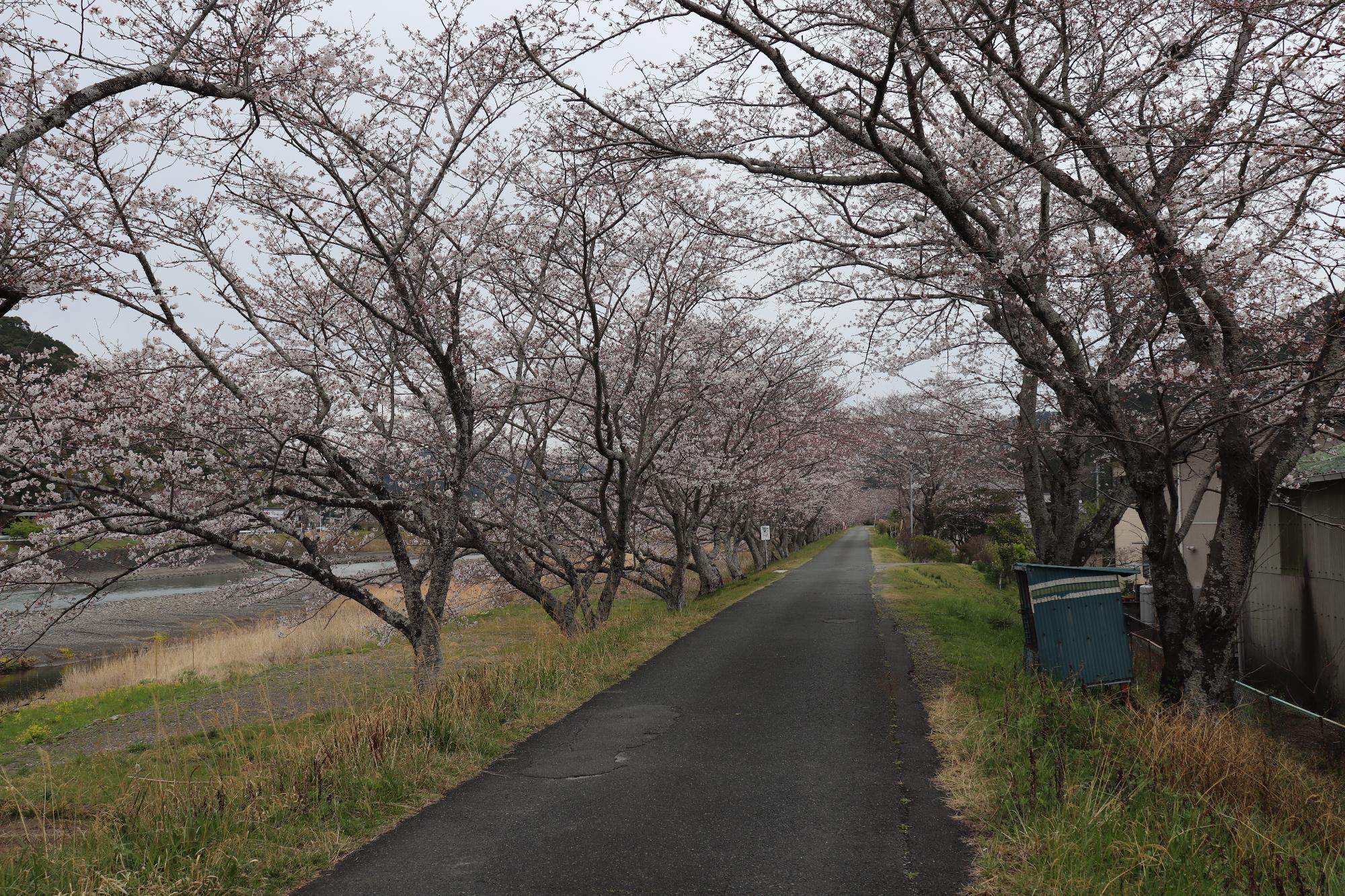 太田川桜堤