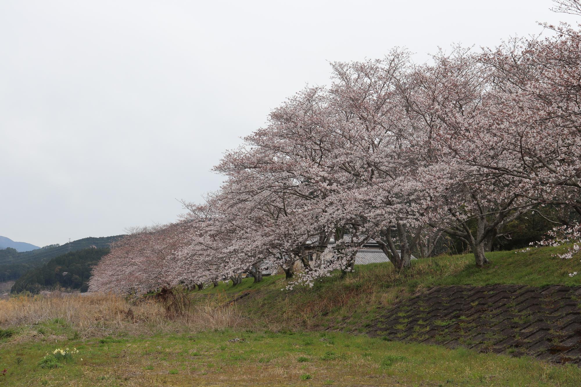 太田川桜堤