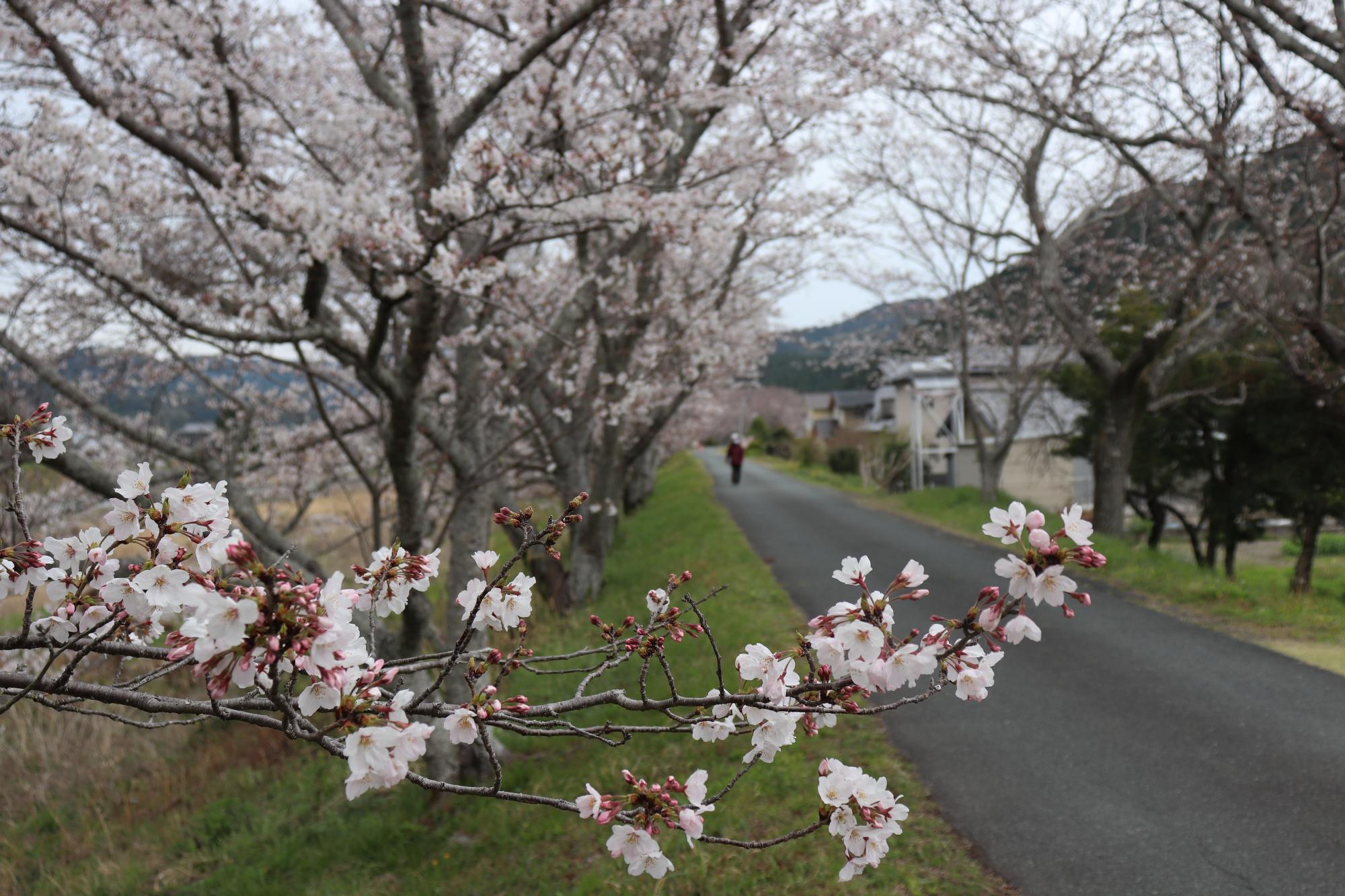 太田川桜堤