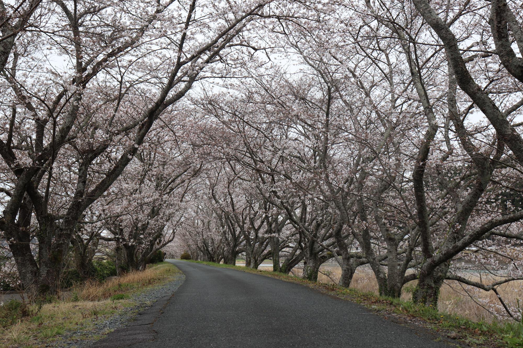 太田川桜堤