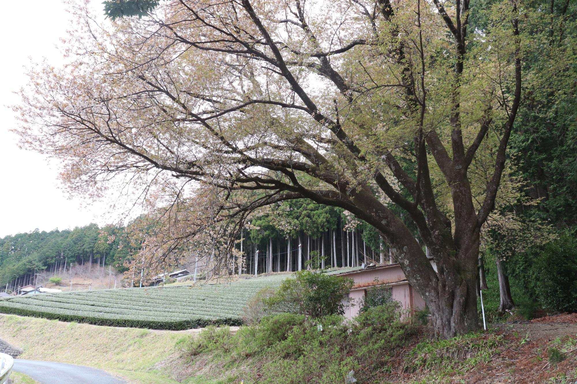 三倉大久保桜