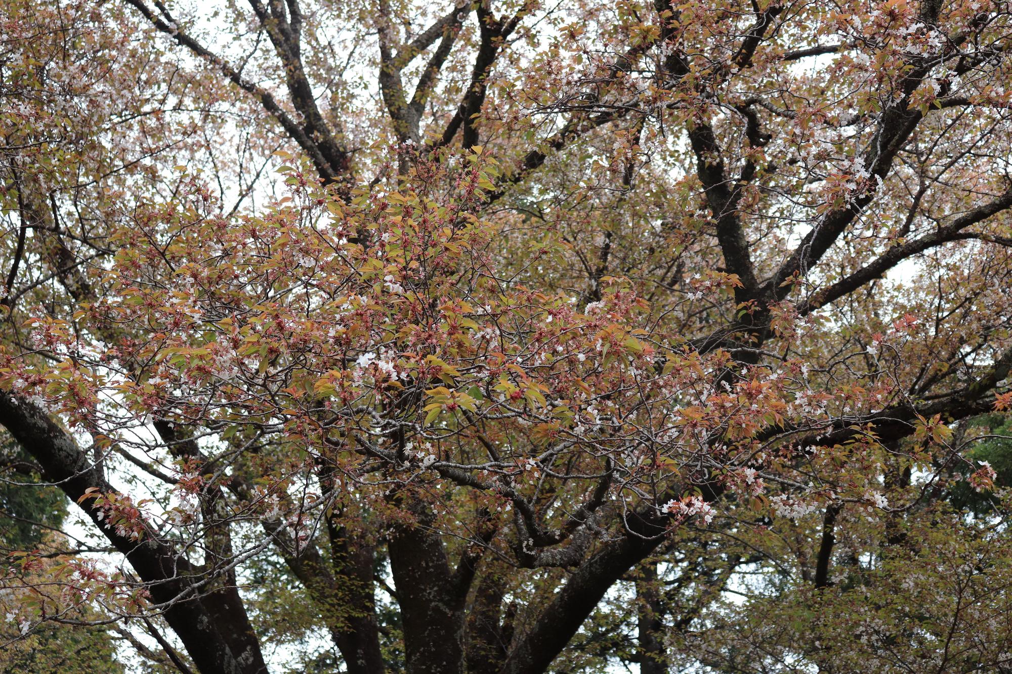 三倉大久保桜