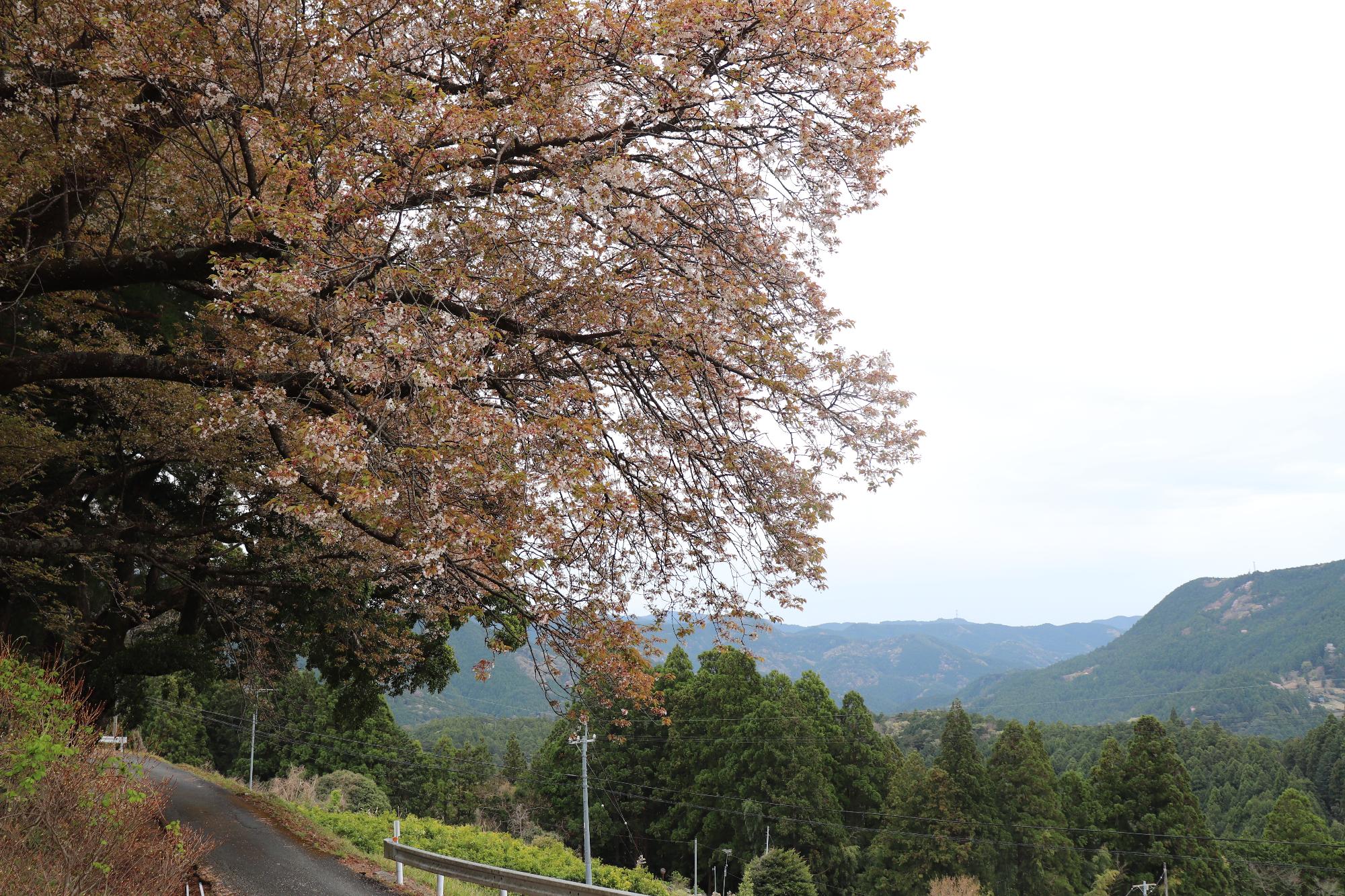 三倉大久保桜