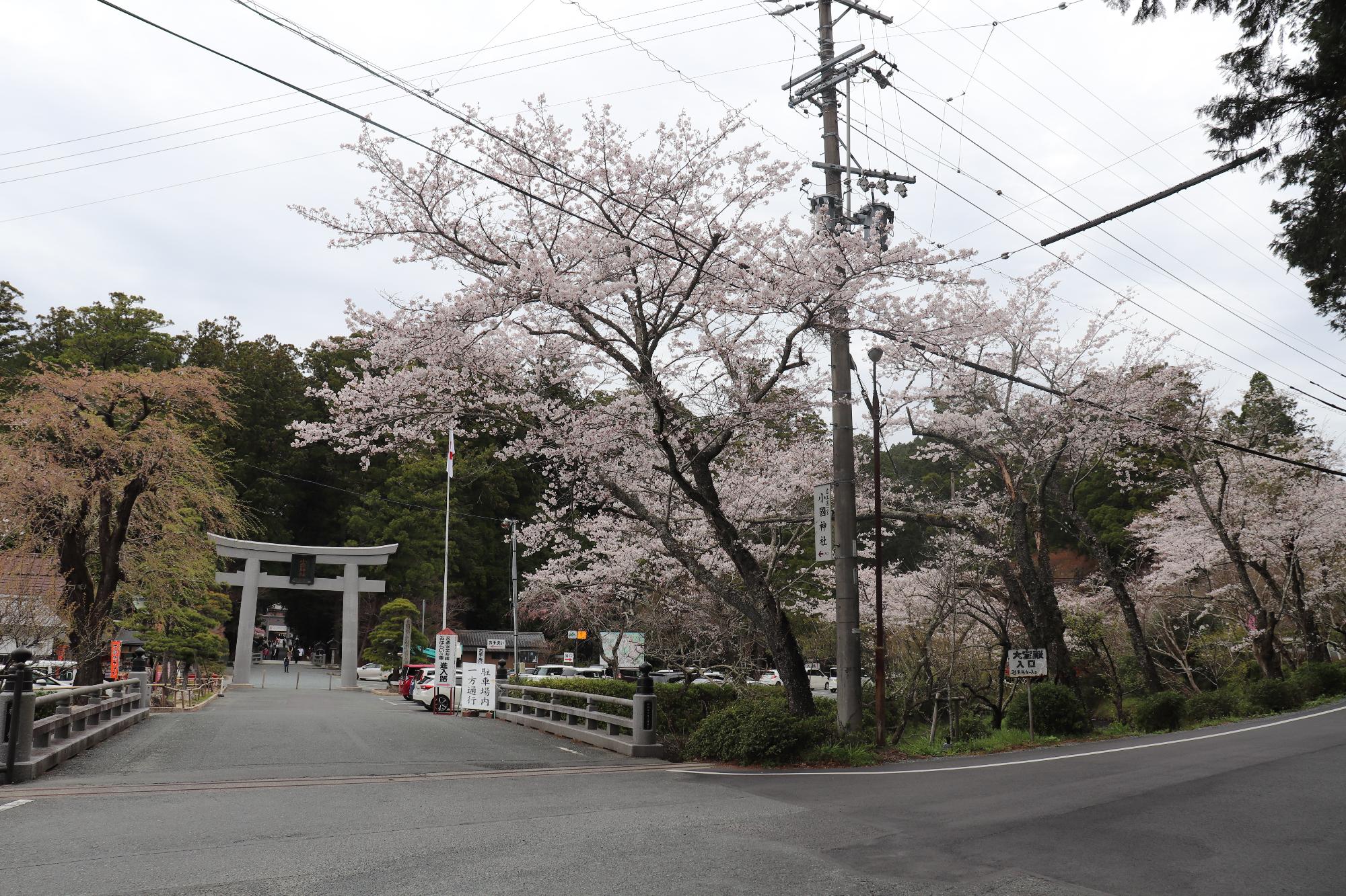 小國神社桜