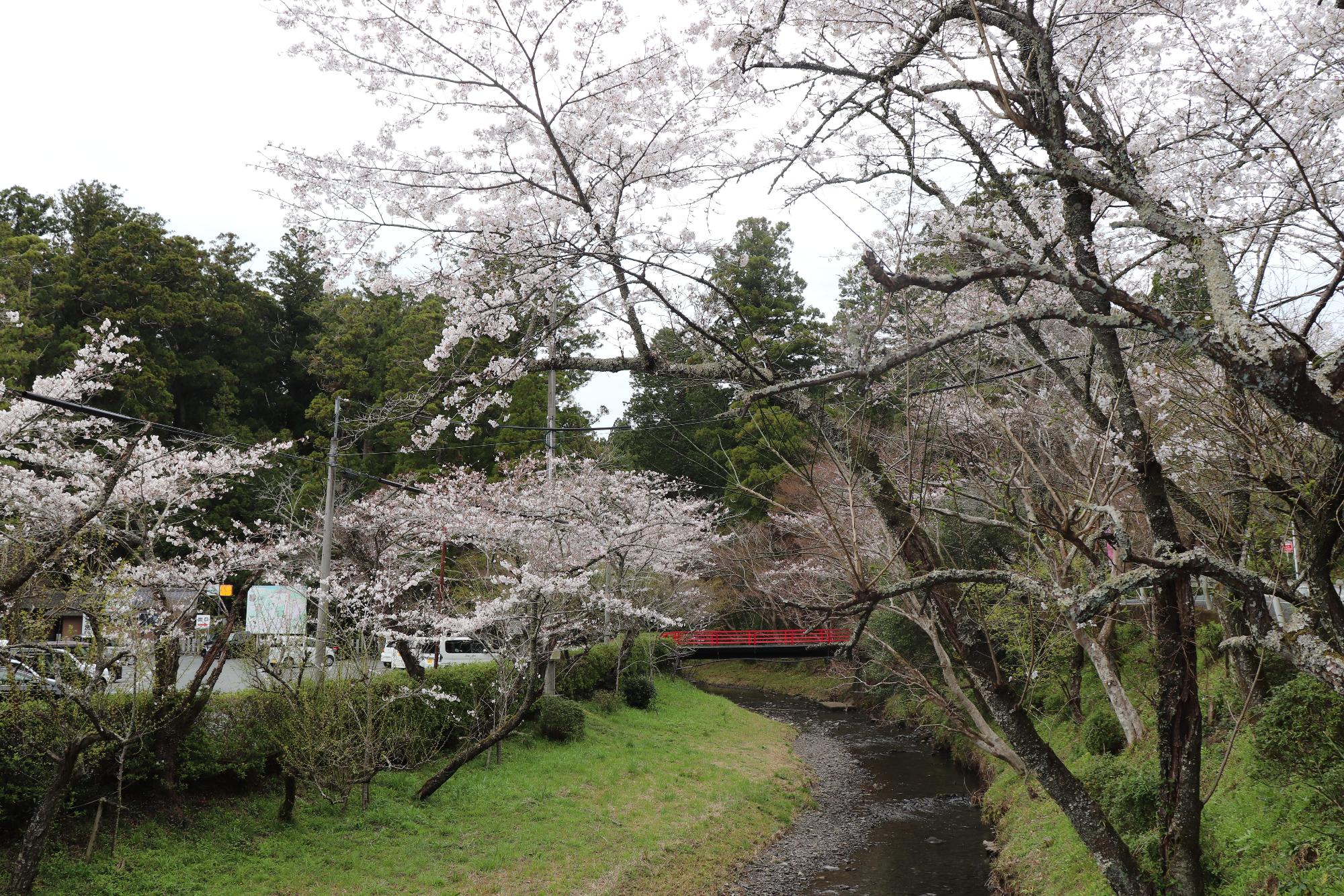 小國神社桜