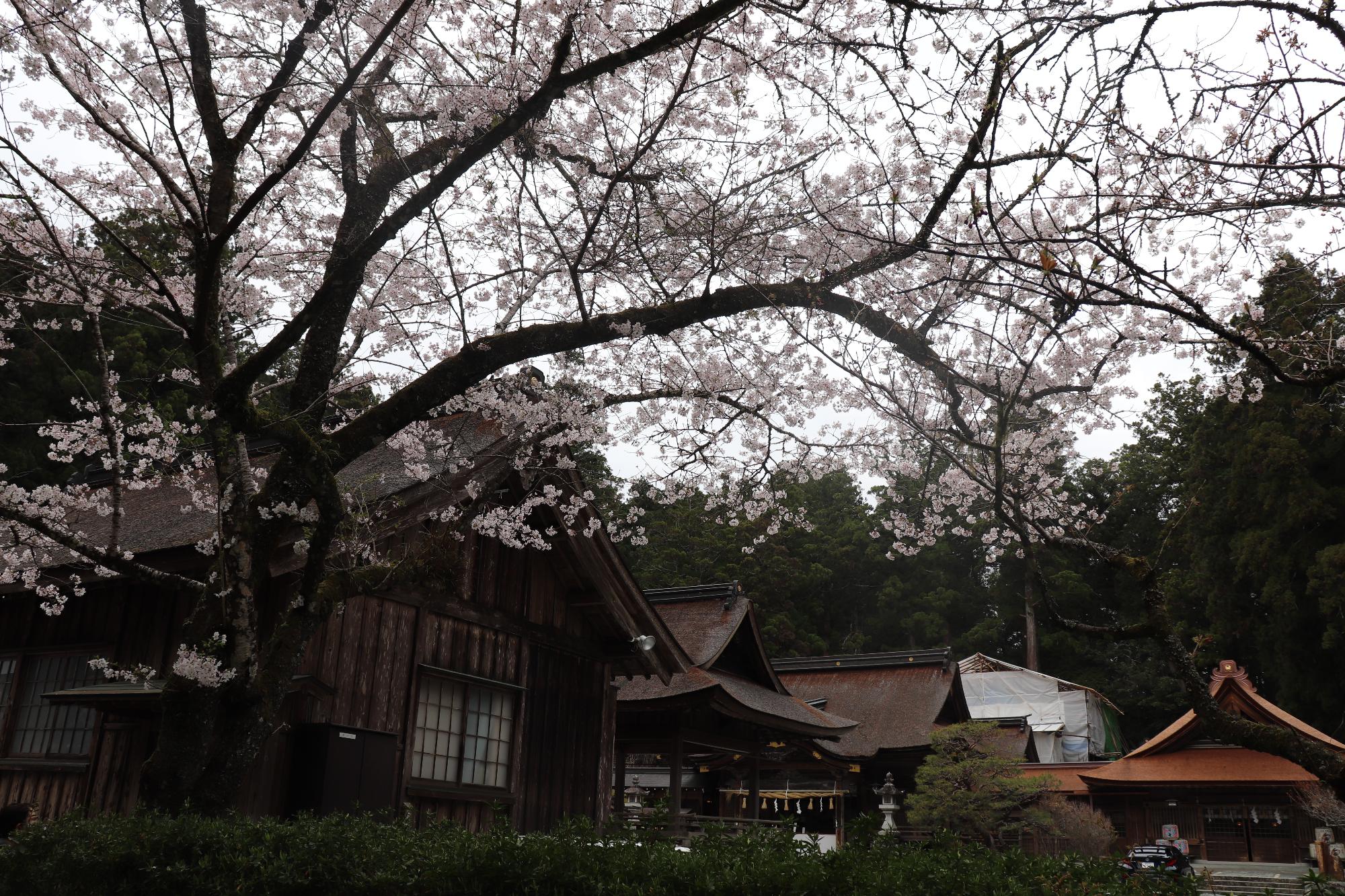 小國神社桜