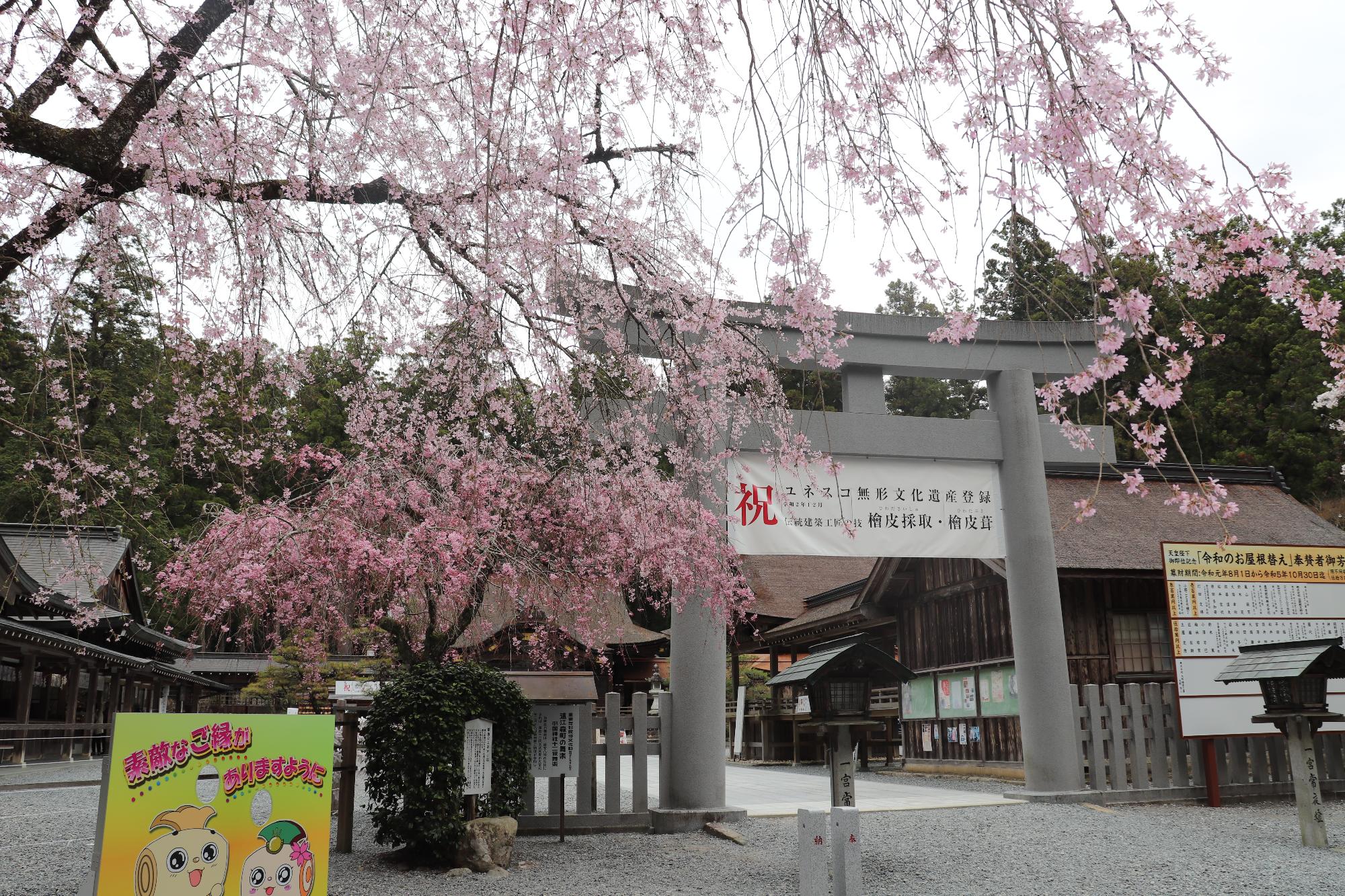 小國神社桜