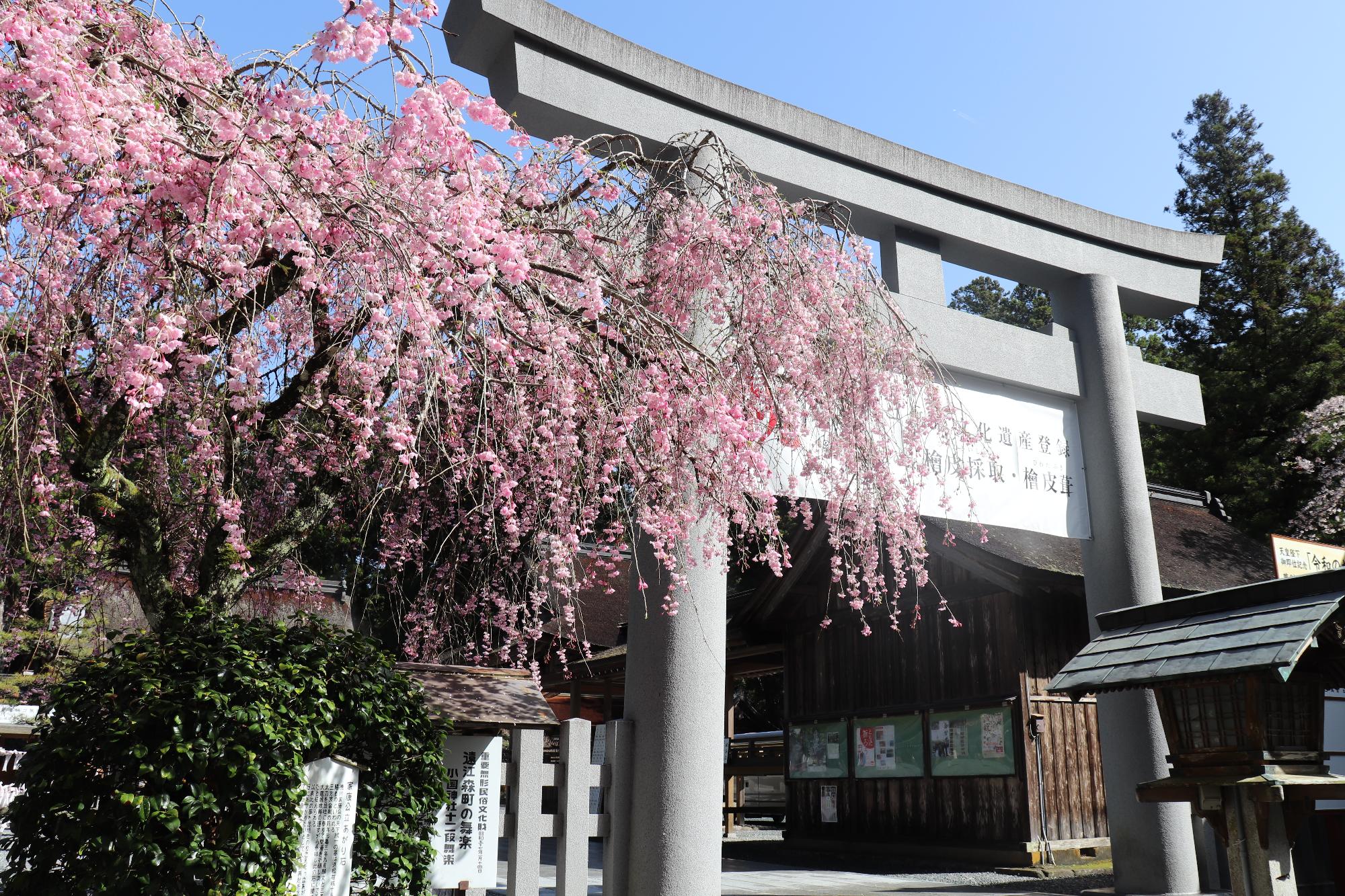 小國神社桜