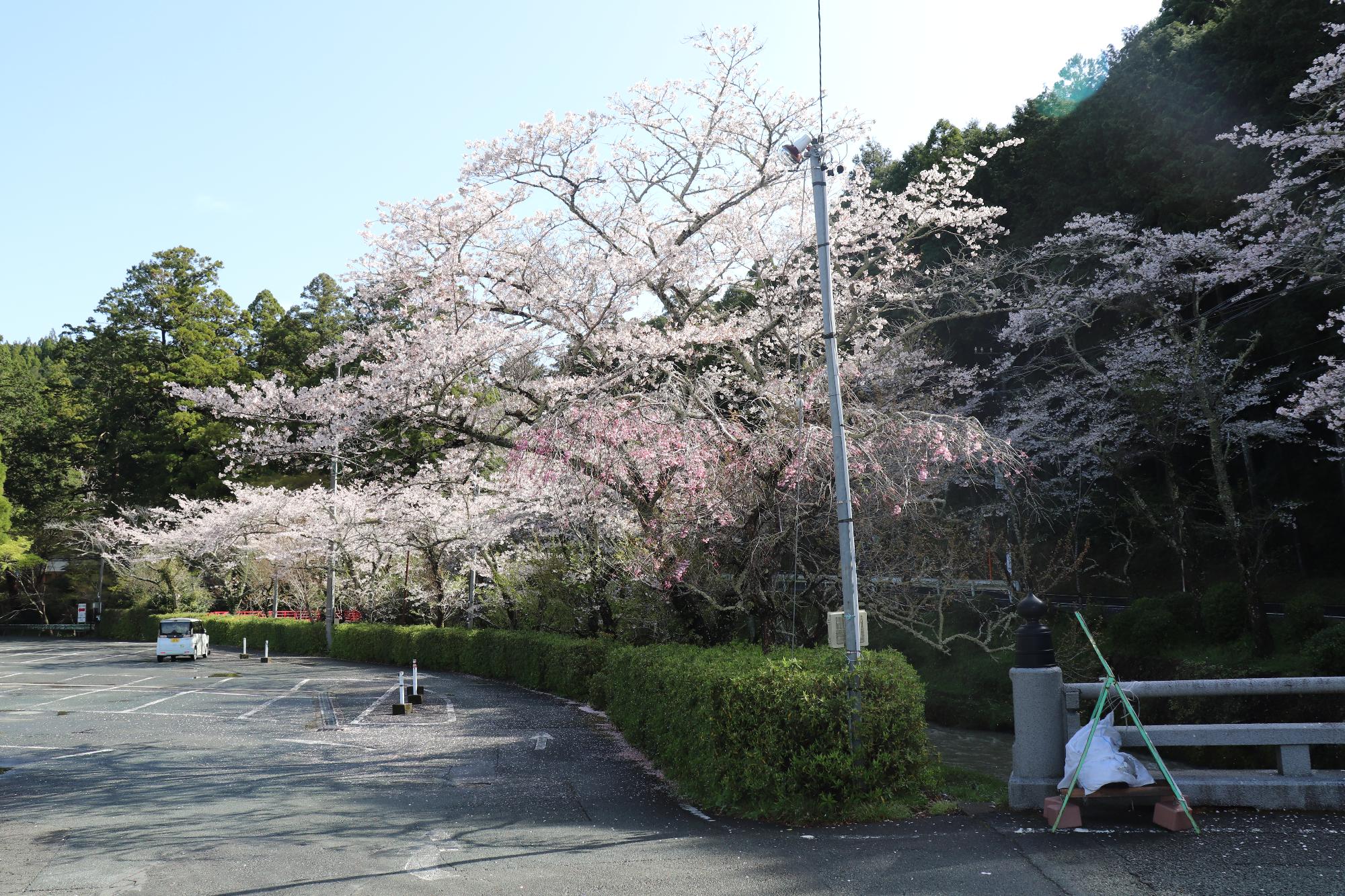 小國神社桜