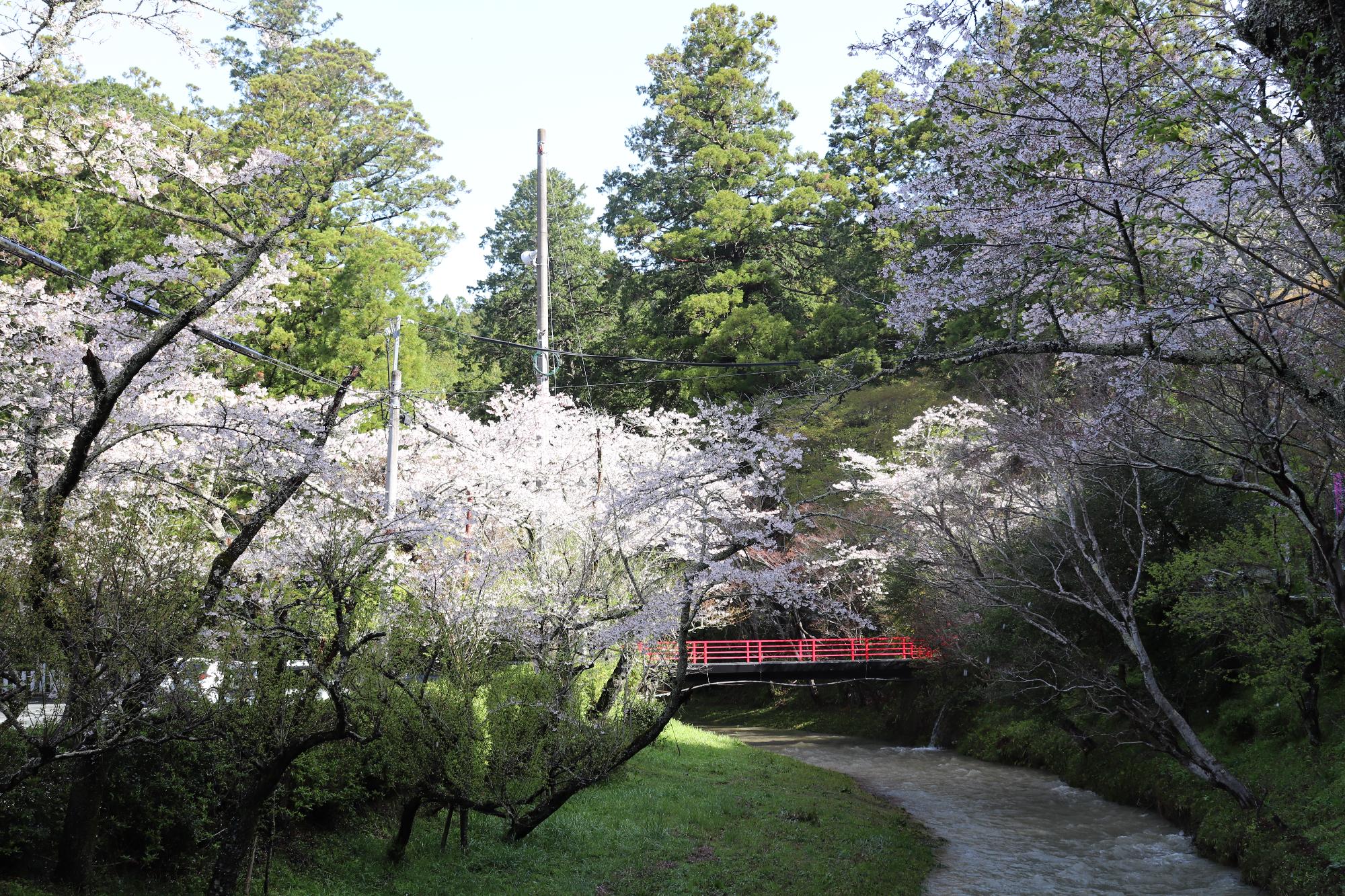 小國神社桜