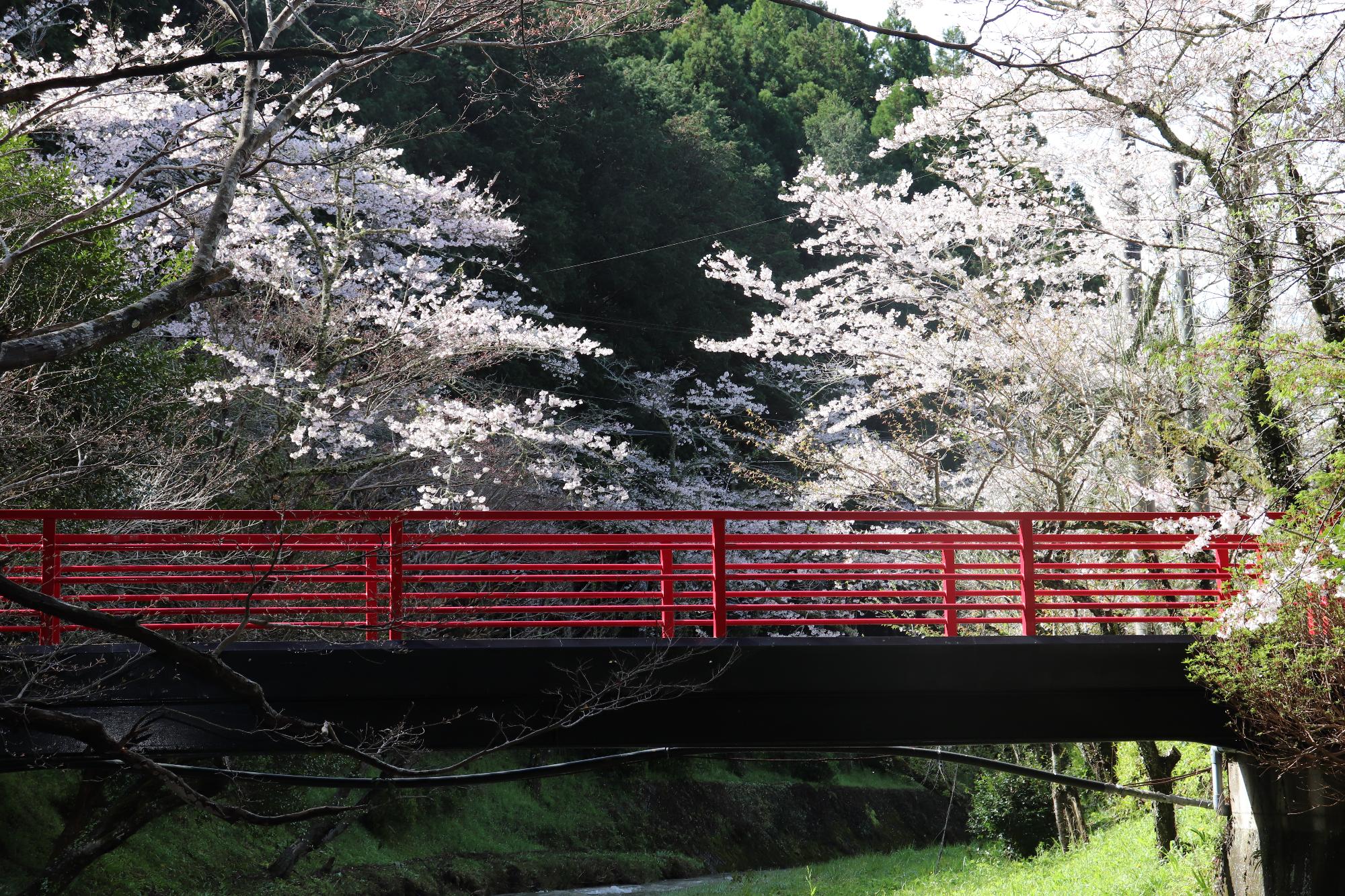 小國神社桜