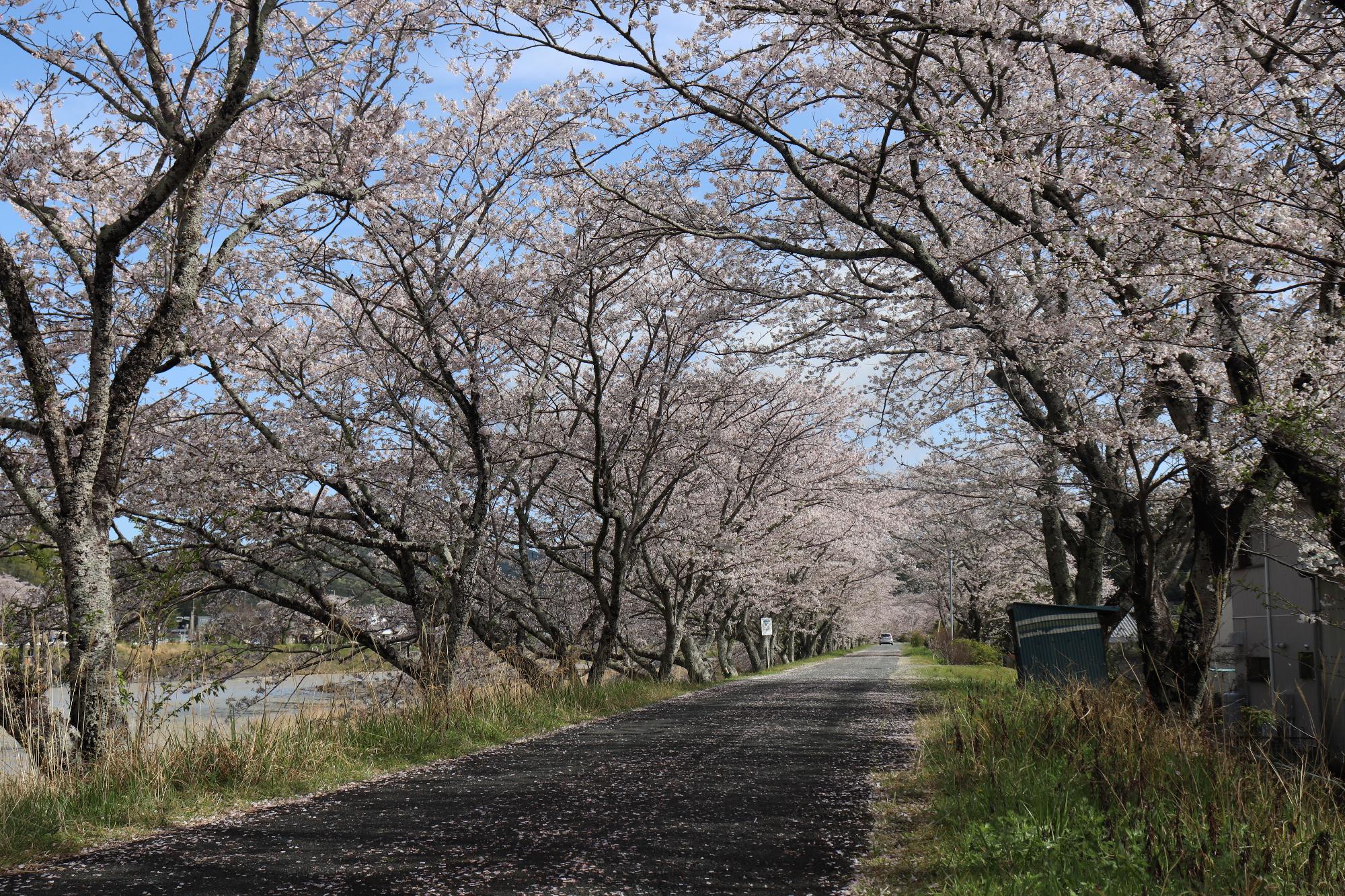 太田川桜堤