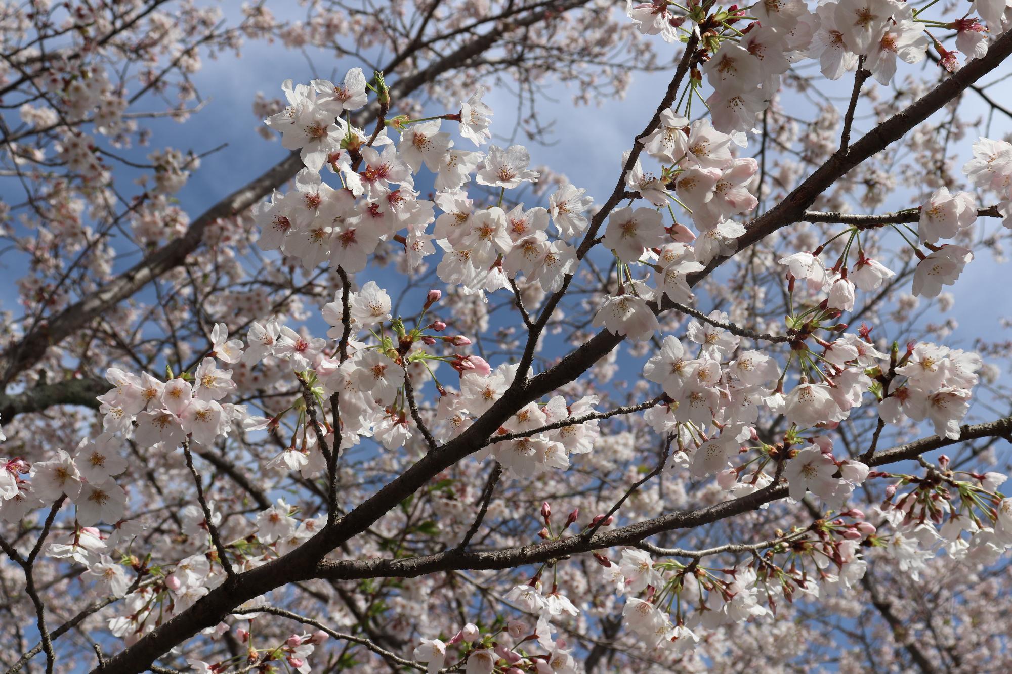 太田川桜堤